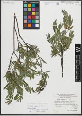 Foto von Salix repens subsp. incubacea (L.) A. Neumann